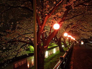 夜桜３０.JPG