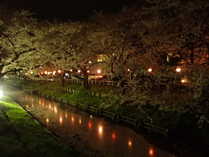 夜桜３０A.JPG