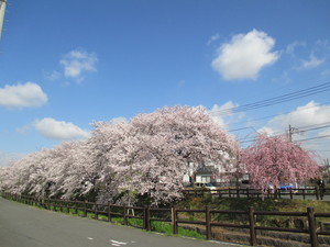 新河岸桜１.JPG