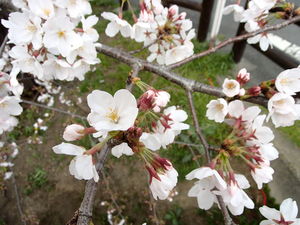 川越新河岸川の桜アップ写真
