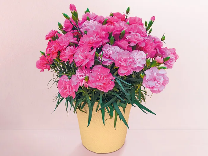 カーネーション5号　ピーチキャンドル