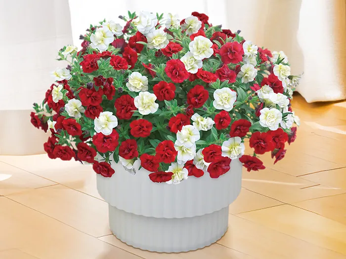 スーパーベル「ダブルレッド&ホワイト」