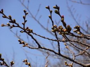 新河岸桜17日.JPG