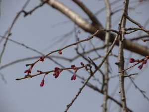 美術館桜.JPG