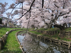 桜4月1日Ｂ.JPG