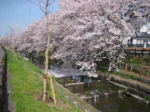 桜4月1日Ｃ.JPG