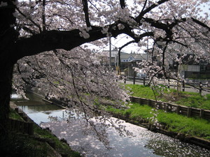 桜4月1日.JPG