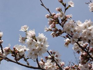 3月29日さくら2.JPG