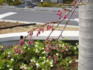 ３月２９日美術館桜.JPG