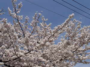 4月2日2.JPG