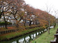 新河岸川紅葉１.JPG