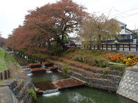 新河岸川紅葉２.JPG