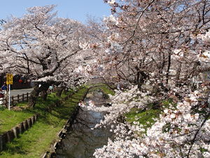 2017.4．4桜２.JPG