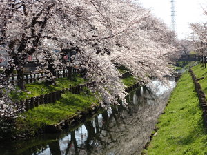 2017.4.4桜.JPG