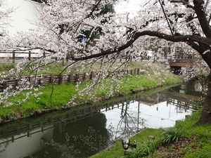 新河岸川に映る桜
