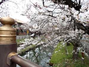 川越新河岸川沿いの氷川橋の桜