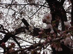 川越新河岸川沿いの桜、つぼみが目立つ