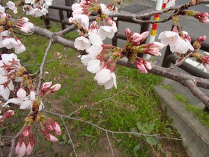 川越新河岸川沿いの桜