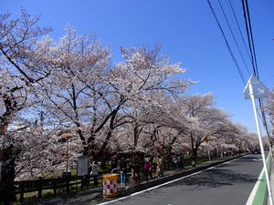 満開の川越の桜