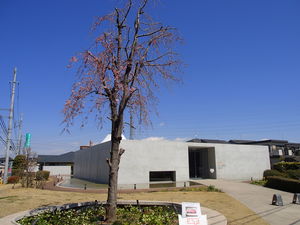 ヤオコー川越美術館の枝垂れ桜