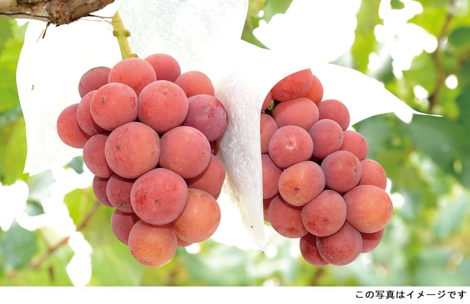 【果物の達人】徳田の熱意が実った「日本のおいしいぶどう」が到着！